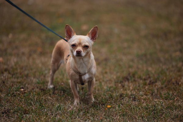 Welke dieren vormen symbiotische relaties met elkaar?